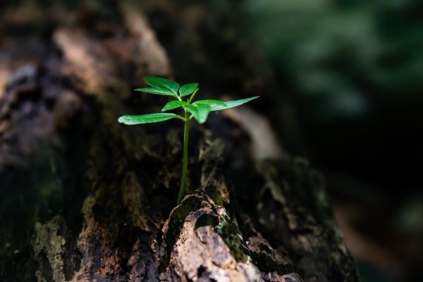 close-up-environment-flora-ground-1151418