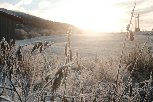 FROStY field