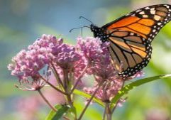 web_monarch-on-milkweed-768x433